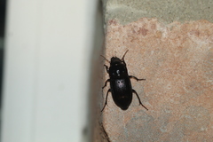 Harpalus katiae