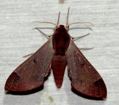 Afroclanis calcarea