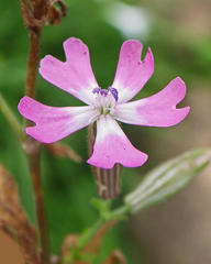 Silene pendula