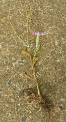 Silene pendula