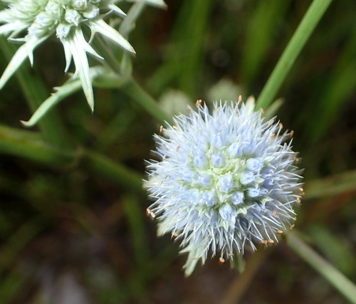 Image of Eryngium aquaticum by (c) mfeaver, some rights reserved (CC BY)
