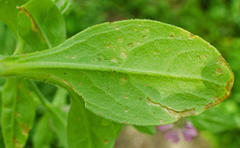 Silene pendula