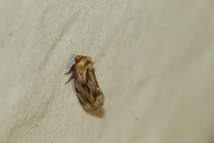 Chamaeclea basiochrea