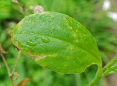 Silene pendula