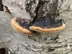 Phellinus lundellii