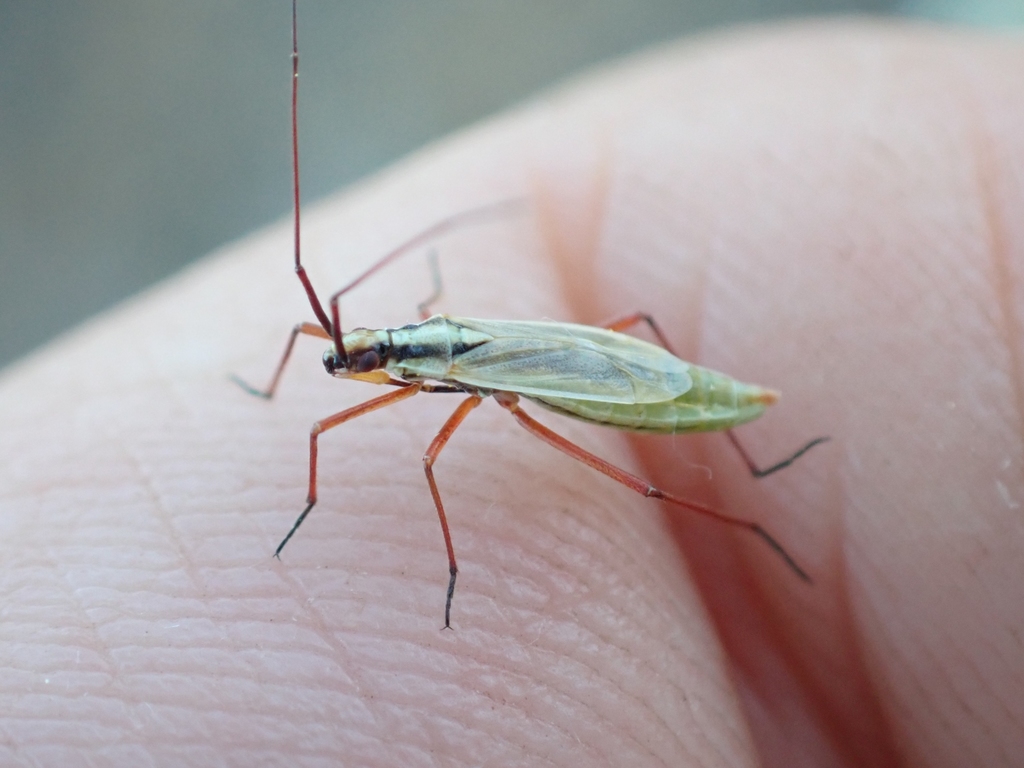 Litomiris curtus