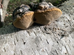 Phellinus lundellii