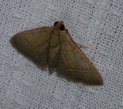 Hypsopygia nonusalis