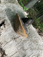 Phellinus lundellii
