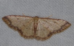 Idaea impexa