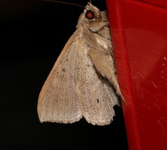 Ericeia subcinerea