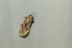 Chamaeclea basiochrea