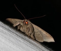 Ericeia subcinerea