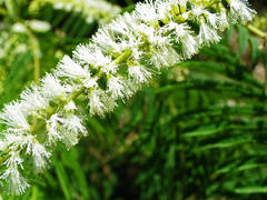 Senegalia ataxacantha