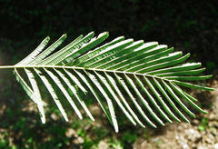 Senegalia ataxacantha
