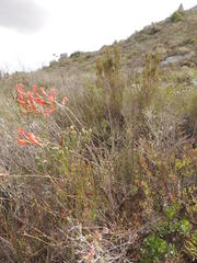 Tylecodon grandiflorus