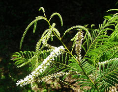 Senegalia ataxacantha