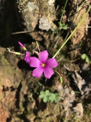 Oxalis arenaria