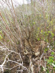 Tylecodon grandiflorus