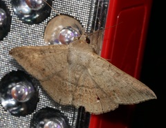 Ericeia subcinerea