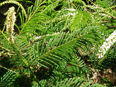 Senegalia ataxacantha