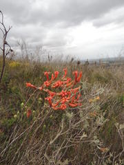 Tylecodon grandiflorus
