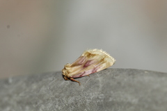 Chamaeclea basiochrea