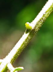 Senegalia ataxacantha