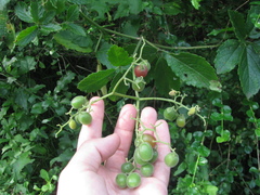 Cyphostemma hypoleucum