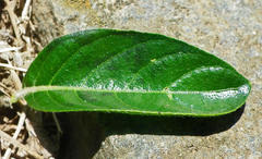 Barleria repens