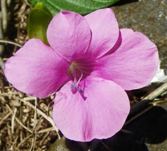 Barleria repens