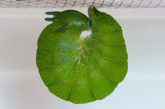 Charaxes brutus natalensis