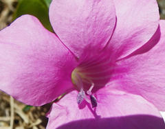 Barleria repens