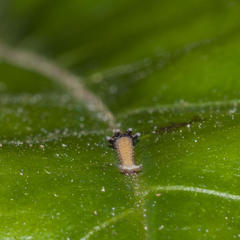 Charaxes brutus natalensis