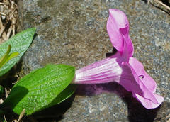 Barleria repens