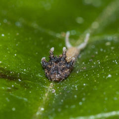 Charaxes brutus natalensis
