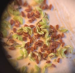 Euphorbia hirta image