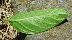 Barleria repens