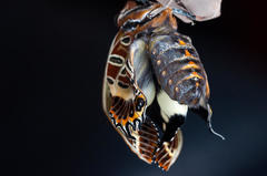 Charaxes brutus natalensis