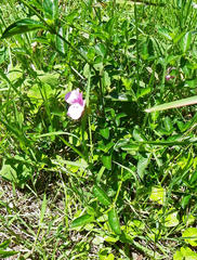Barleria repens