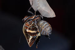 Charaxes brutus natalensis