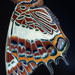 Natal White-barred Charaxes - Photo (c) magriet b, some rights reserved (CC BY-SA), uploaded by magriet b