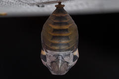 Charaxes brutus natalensis