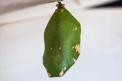 Charaxes brutus natalensis