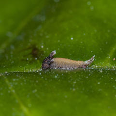 Charaxes brutus natalensis