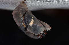 Charaxes brutus natalensis