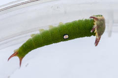 Charaxes brutus natalensis