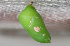 Charaxes brutus natalensis