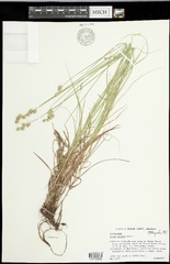 Carex hyalina