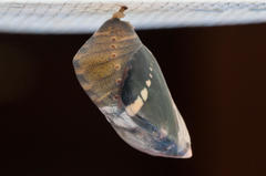 Charaxes brutus natalensis